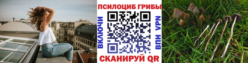 Псилоцибиновые грибы прущие грибы  Кизляр 